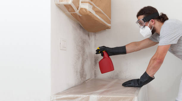 Professional Basement Mold Remediation technician working in Black Creek, NC