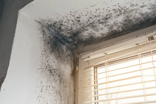 Affordable Basement Mold Remediation solutions in Black Creek, NC